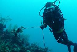 A diver spears a lionfish. (Photo © Paul Cater Deaton)